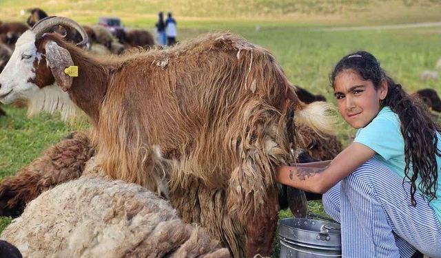 Muş’ta yayla mesaisi başladı: Lezzetli sütün sırrı dağlarda saklı