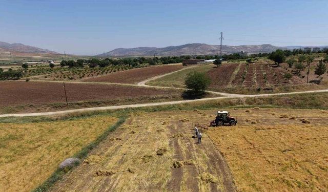 Gercüş’te bereketli hasat: Mercimek rekoltesi çiftçinin yüzünü güldürdü