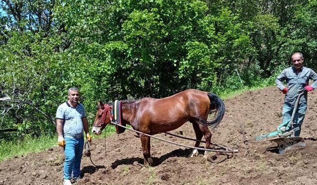 Hizan’da traktörün giremediği tarlalar karasabanla sürülüyor