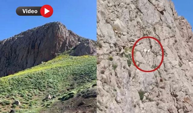Yüksekova’da Dağda Mahsur Kalan 3 Keçi İçin Yardım Çağrısı
