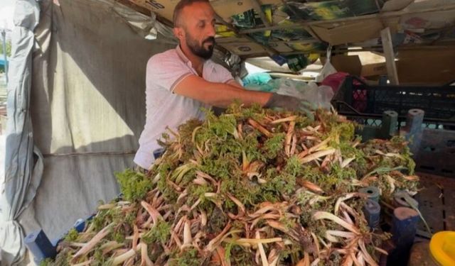 Yüksekova'da doğal otlar hem sofraları süslüyor, hem geçim sağlıyor