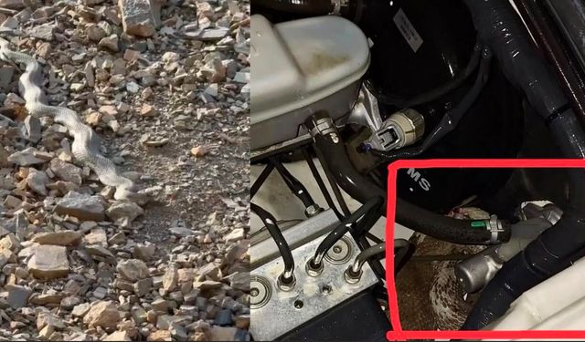 Hakkari’de İşçileri Taşıyan Aracın Motoruna Yılan Girdi