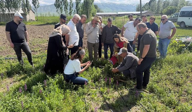 Yüksekova’da 24 Çiftçiye Salep Yetiştiriciliği Eğitimi Verildi