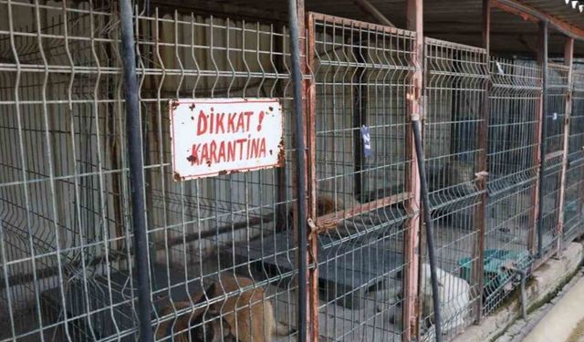 Edremit’te kuduz vakası sonrası karantina uygulaması başladı