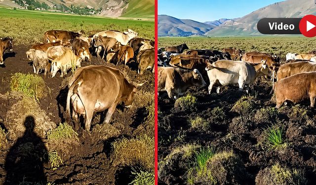 Hayvanlar Bataklıkla Mücadele Ediyor: Köylü Çözüm Bekliyor