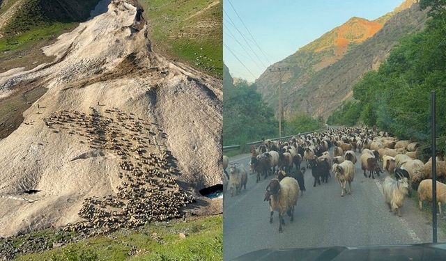 Hakkari’de yayla sezonu gecikmeli başladı