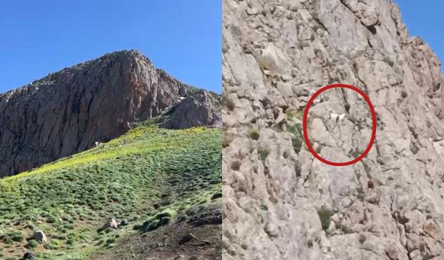 Yüksekova’da Dağda Mahsur Kalan 3 Keçi İçin Yardım Çağrısı