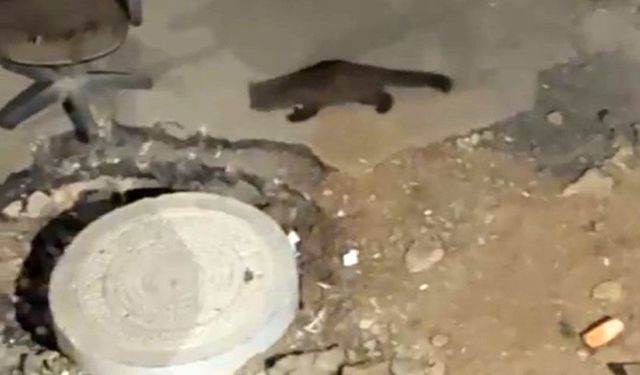 Gece Sessizliğinde Ortaya Çıktı: Yüksekova’da Sarsar Kameralara Yansıdı