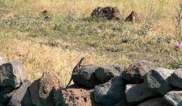 Iğdır’da yağışların ardından Kafkas Kelerleri ortaya çıktı