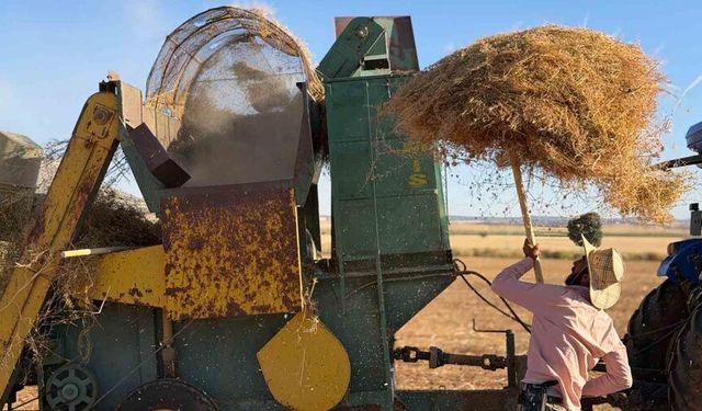 40 dereceyi aşan sıcakta zorlu mercimek mesaisi
