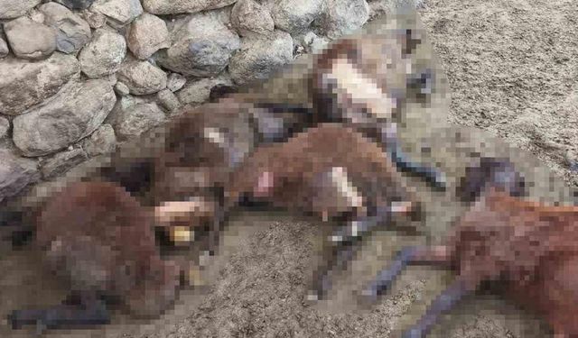Malazgirt’te aç kurtlar sürüye saldırdı, 20 koyun telef oldu
