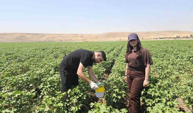 Cizre’de pamuk tarlalarına "Feromon Tuzaklı" koruma