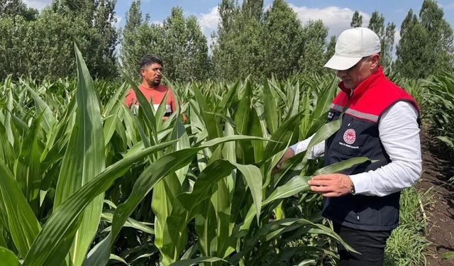 Silajlık mısır üretimi Kars’ta her geçen gün yaygınlaşıyor