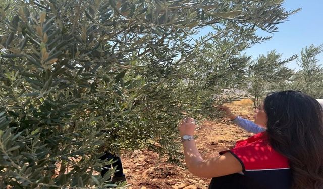 Şırnak’ta zeytin bahçelerinde hasar tespit çalışmaları başlatıldı