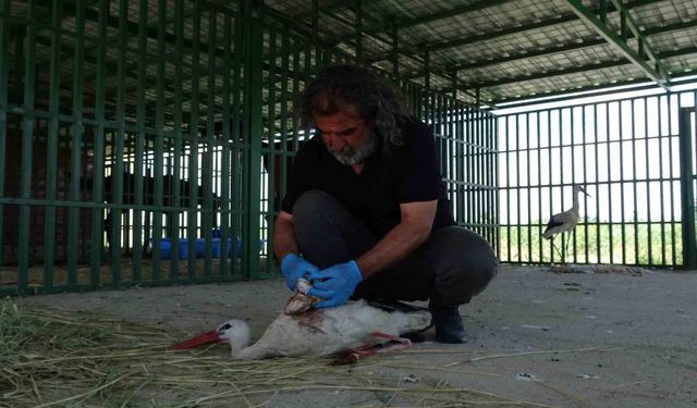 Yaban hayvanlarının ’kreş’ dönemi tamamlandı