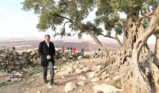 Şanlıurfa’da 1314 yıllık zeytin ağacının çevre düzenlemesi yapılıyor