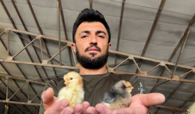 Oto Yıkamacıdan Civciv Üretimine: Kendi Kuluçka Makinesini Yaptı