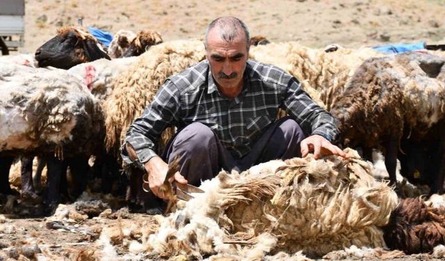 Şırnak’ta yayla hazırlığındaki besicilerin koyun kırkma mesaisi başladı.