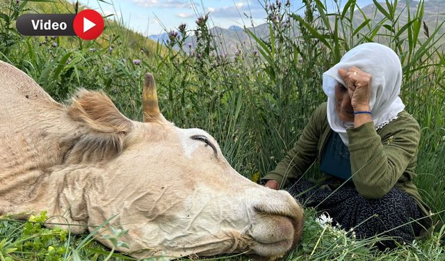 Tek Geçim Kaynağı Telef Oldu: "Çocuğuma Süt Alamıyorum"