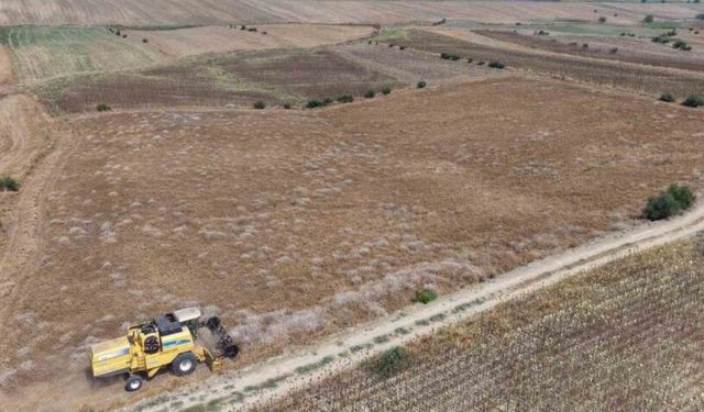 Nohutta hasat başladı: Tarlada kilosu 30-35 lira