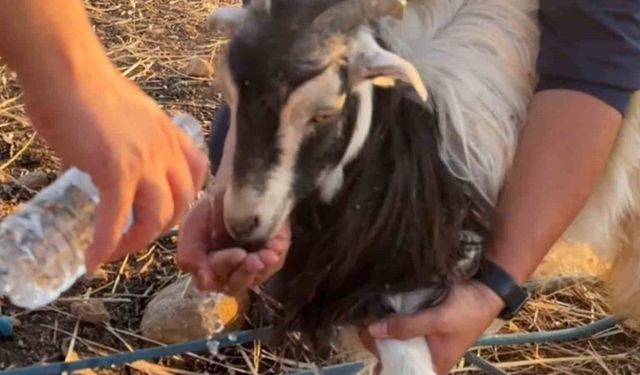 Siirt’te 30 metrelik obruğa düşen keçi AFAD tarafından kurtarıldı