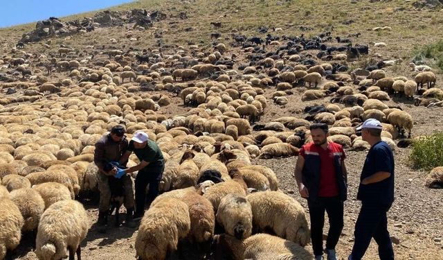 Şırnak’ta veteriner hekimlerden yaylalarda sağlık taraması ve eğitim seferberliği