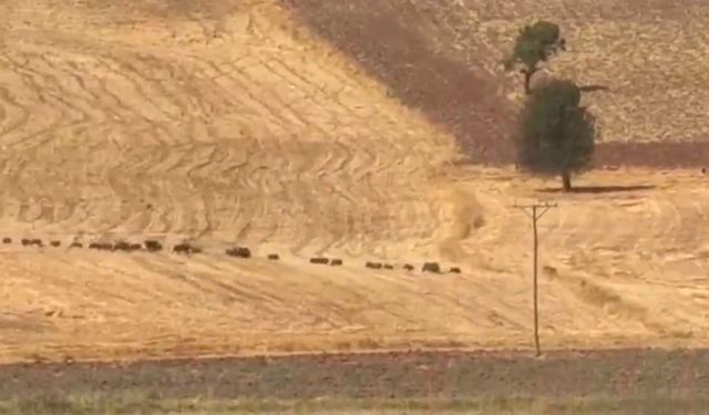 Tunceli’de domuz sürüsü görüntülendi