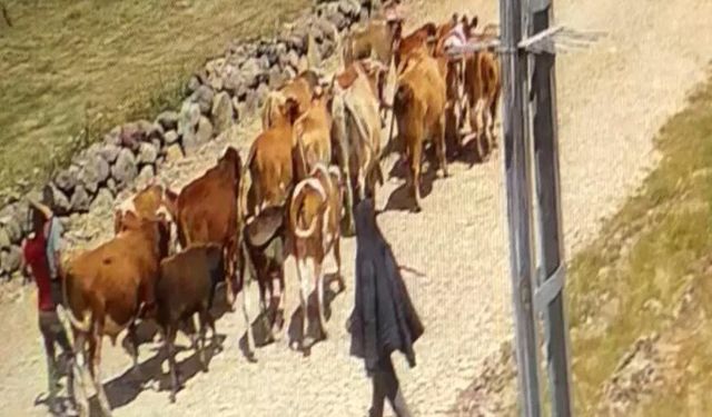 Ağrı’da çalınan 22 büyükbaş hayvandan 15’i bulundu