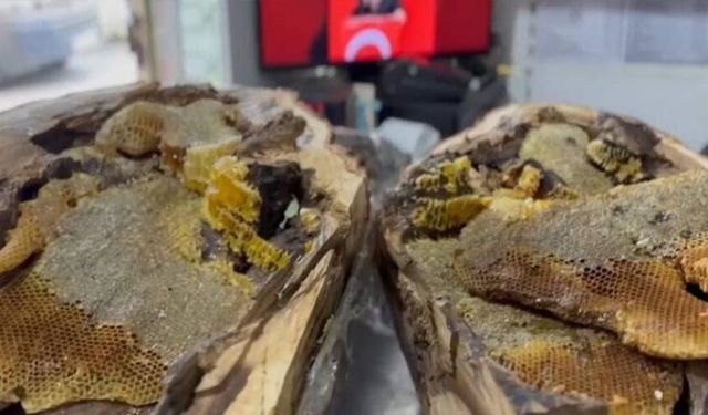 Elazığ’da ağaç kovuğundan 13 kilo bal çıkartıldı