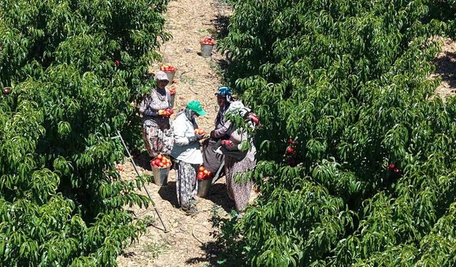İznikli nektarin üreticisinden fiyat tepkisi