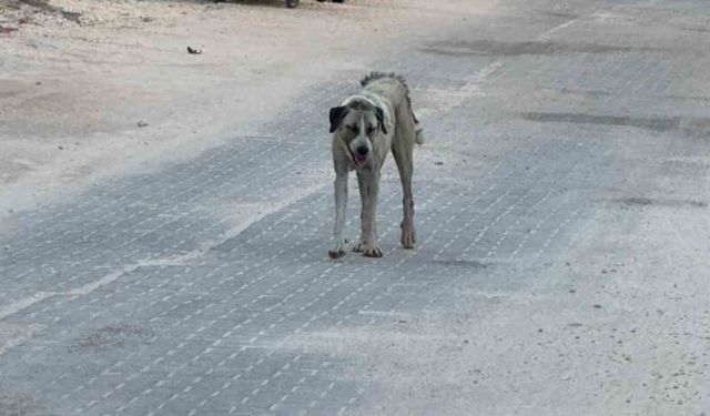 Halfeti’de sahipsiz köpeğin saldırdığı çocuk yaralandı