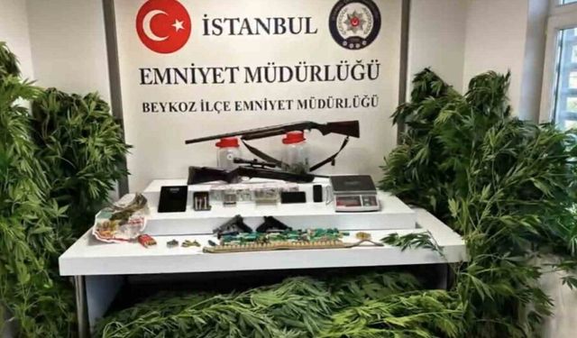 Beykoz’da uyuşturucu operasyonu: 117 kök hint keneviri ve çok sayıda silah ele geçirildi