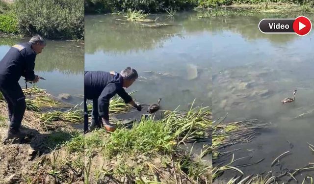Yüksekova’da Mahsur Kalan Bataklık Kuşu Kurtarıldı