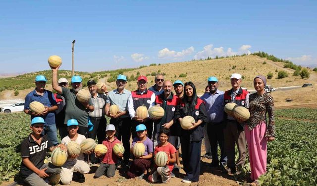 Elazığ’da yaklaşık 20 bin ton kavun hasadı bekleniyor