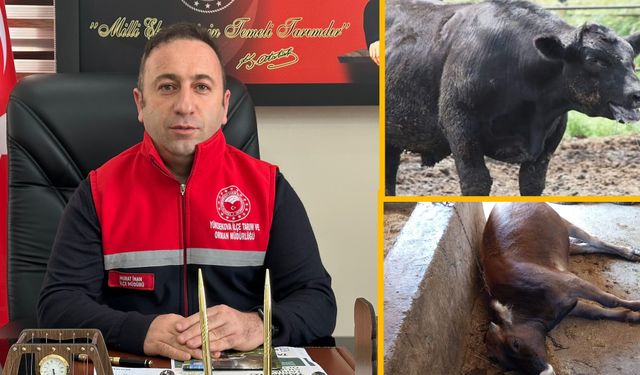 Yüksekova'da Hayvan Yetiştiricilerine Kritik Uyarı