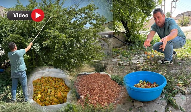 Yüksekova’da Yazın Meyvesi Kışın Atıştırmalığı Oluyor