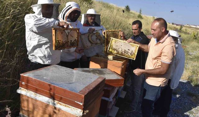 Üniversitenin arı işletmesinde bal hasadı başladı