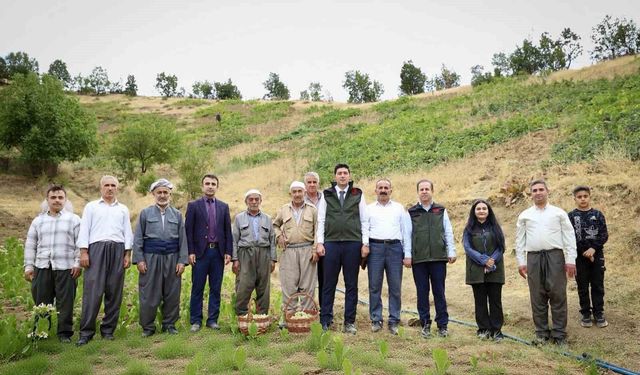 Şemdinli’de üzüm hasadı başladı