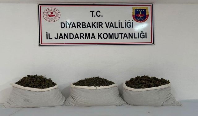 Diyarbakır’da 253 bin kök kenevir ve 42 kilo esrar ele geçirildi