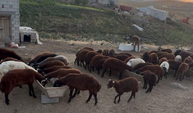 Ağrı’da besicilerde sonbahar hareketliliği