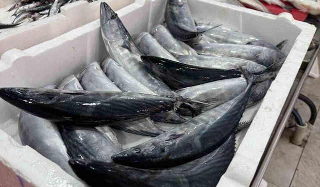 Bingöl’de balık tezgahları şenlendi
