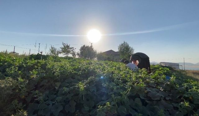 Ağrı’da bostanların bereketi kışa taşınıyor