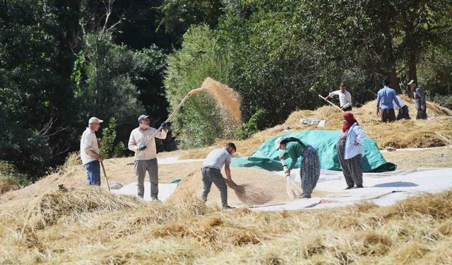 Bitlis’te geleneksel çeltik hasadı: Yüzyıllık gelenek yaşatılıyor