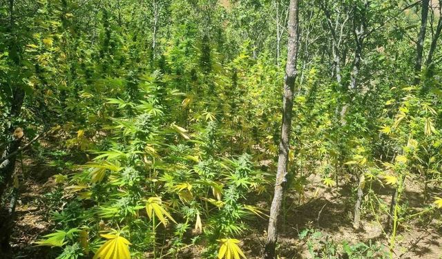 Bingöl’de 19 bin kök kenevir ele geçirildi