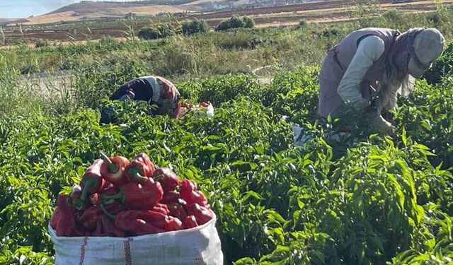 Tarlalardan sofralara acı yolculuk başladı
