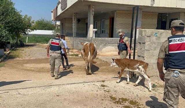 Şanlıurfa’da büyükbaş hayvan dolandırıcılığında 1 gözaltı