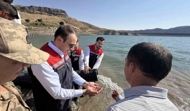 Şırnak’ta Ilısu Baraj Gölü’ne 800 bin yavru şabut balığı bırakıldı