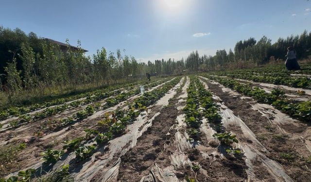 Doğu’da alternatif tarım: Patnos’ta 5 dönümlük tarlada çilek hasadı