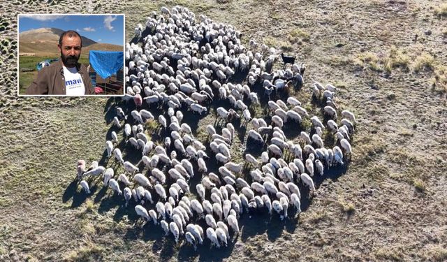 150 bin lira maaşa rağmen çoban sıkıntısı çözülemedi