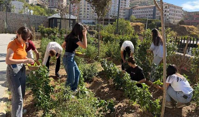 Kütüphane bahçesinde yetiştirdikleri sebzelerin hasadını gerçekleştirdiler